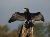 Kormoran, NSG Tibaum, 24.10.2024, Foto: N. Pitrowski