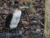 Kormoran, NSG Tibaum, 28.01.2025, Foto: N. Pitrowski